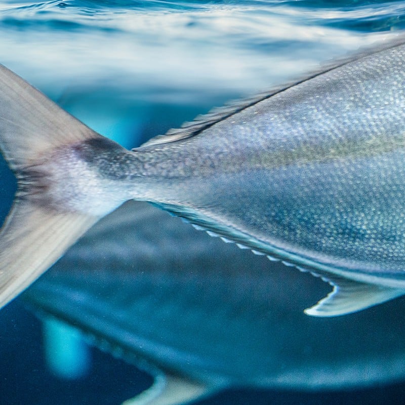 Casting for a Big Fish on the Big Island of Hawaii - The New York